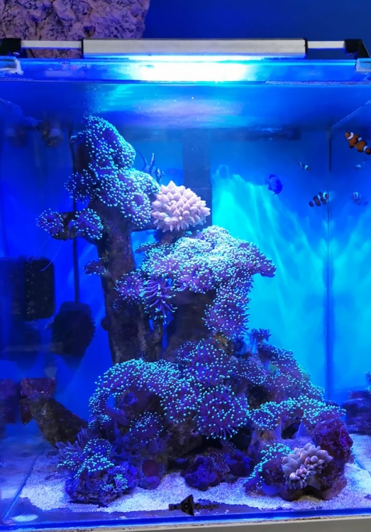 Светодиодный led cветильник для освещения аквариумов c морской водой SLIMIC 15S <strong>(длина 20см, 15Вт)</strong>